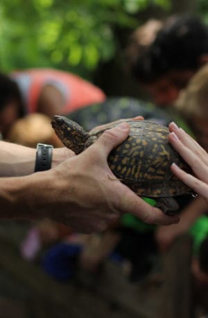 Children_Petting_Turtle-Scaled-Aspect-Ratio-300-457-1 Children Petting Turtle Scaled Aspect Ratio 300 457 1