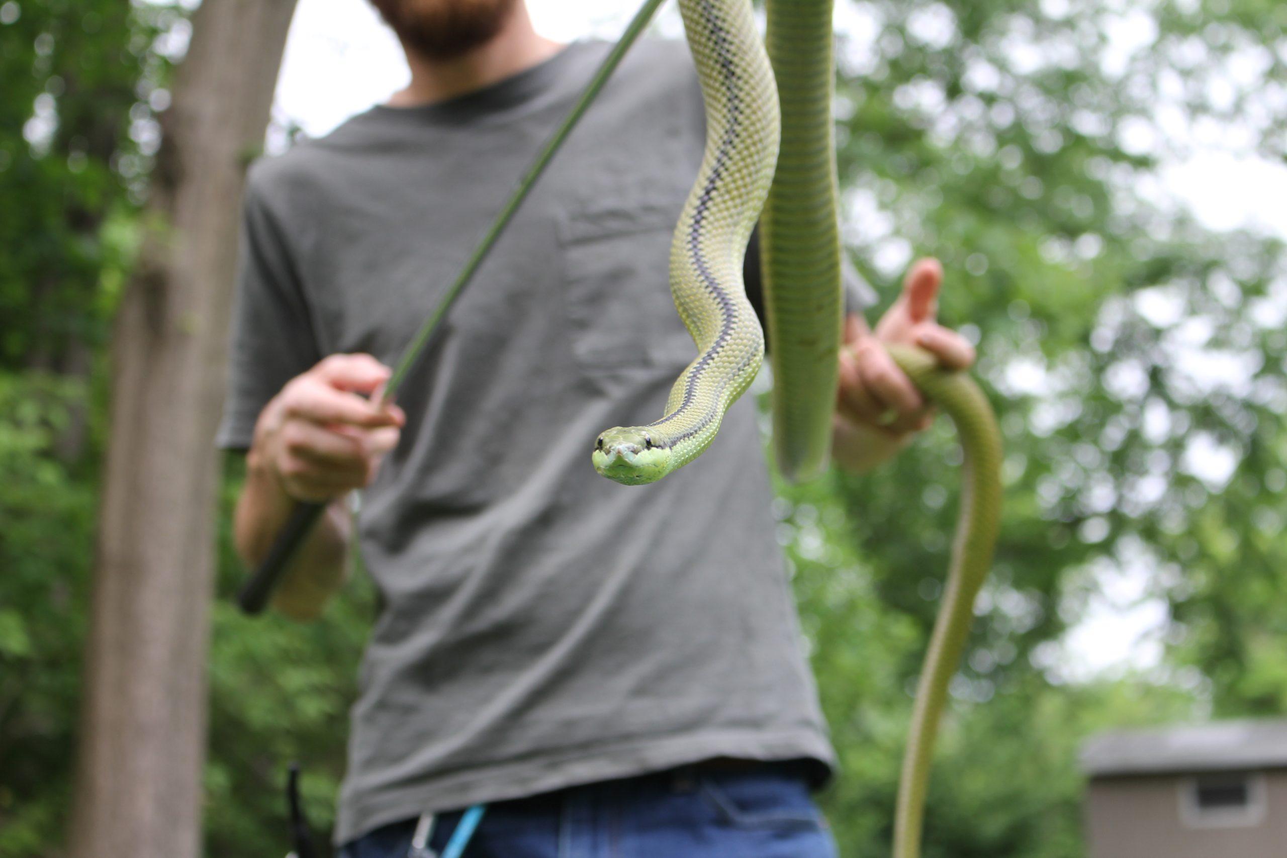 Barons Racer Snake Wildlife Center Summer Scaled