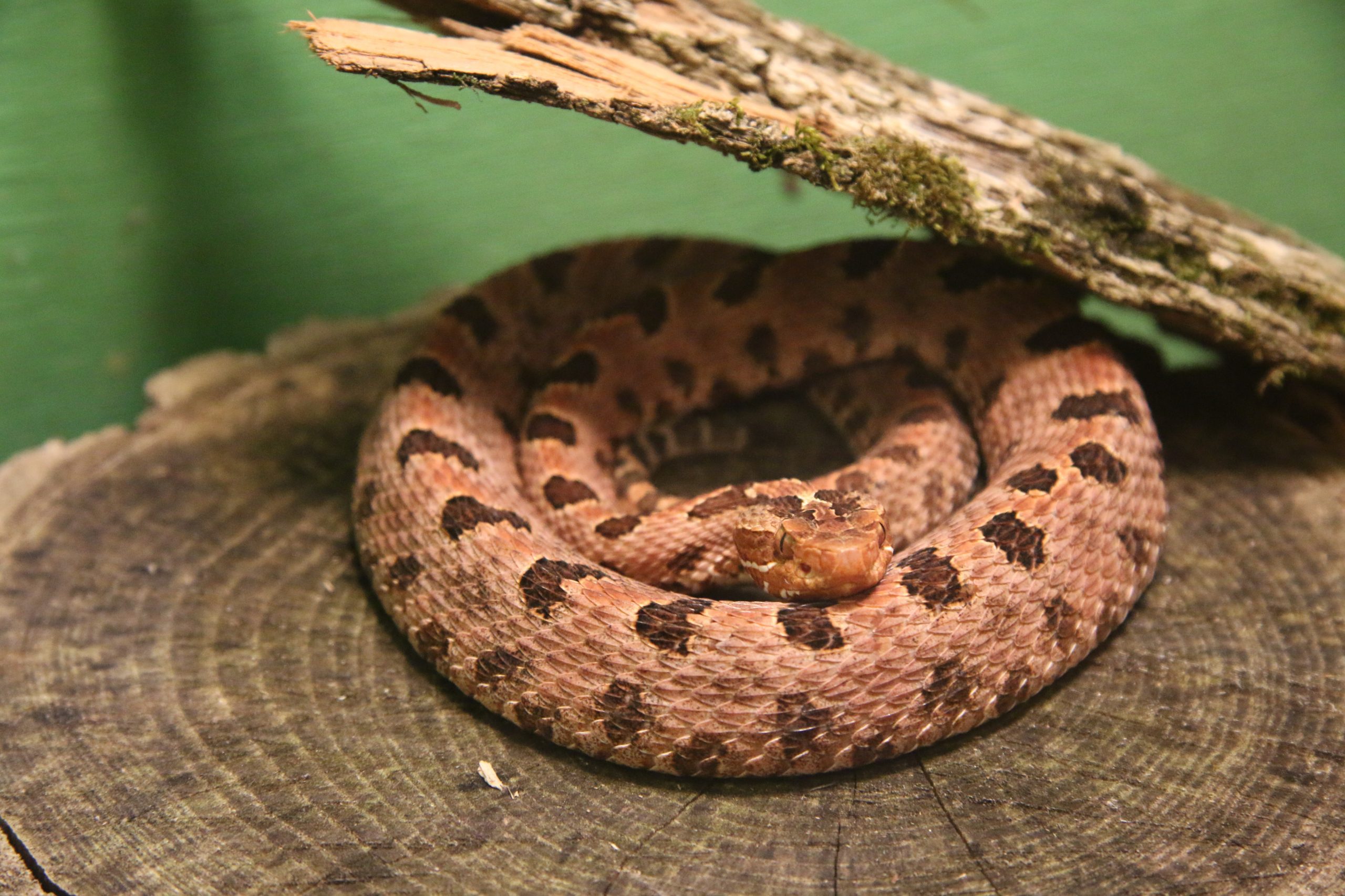 Carolina Pygmy Rattlesnake Wildlife Center Scaled
