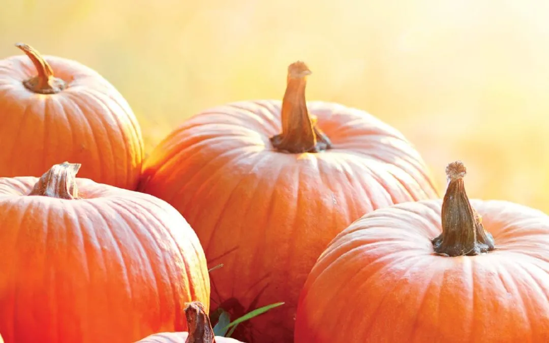 Fall Adventures for Kids Under 5 at Refreshing Mountain