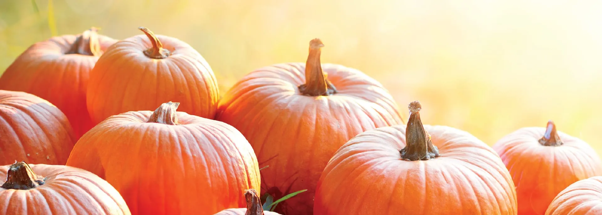 Rmc-Autumn-Background-Pumpkins Rmc Autumn Background Pumpkins