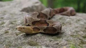 Rmc Wildlife Center Copperhead