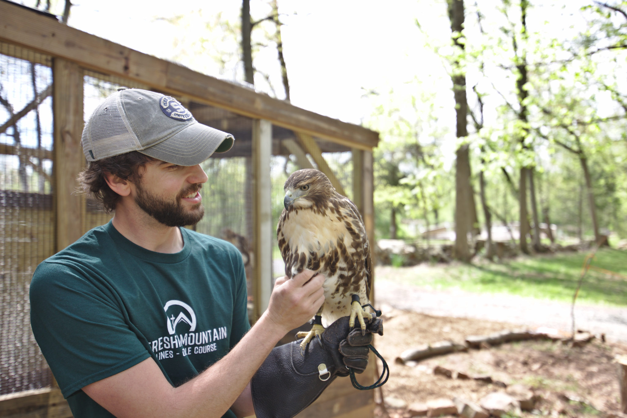 Staff Red Tailed Hawk Bird Summer Scaled 1