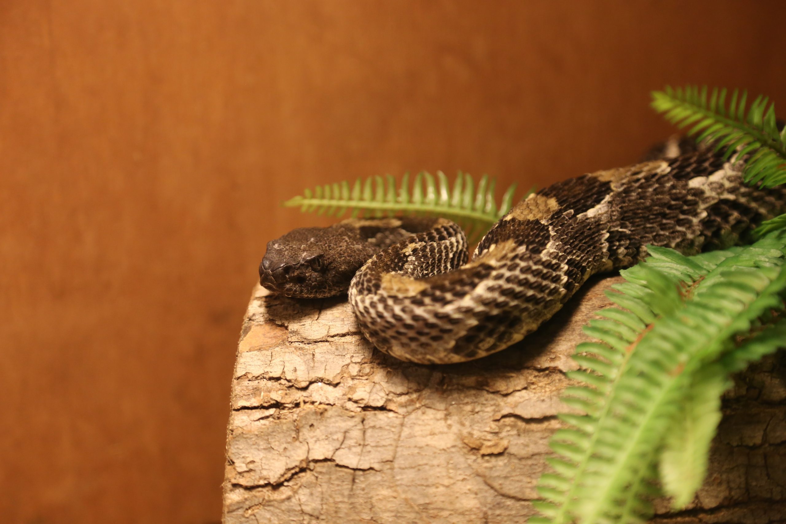 Timber Rattlesnake Wildlife Center Scaled
