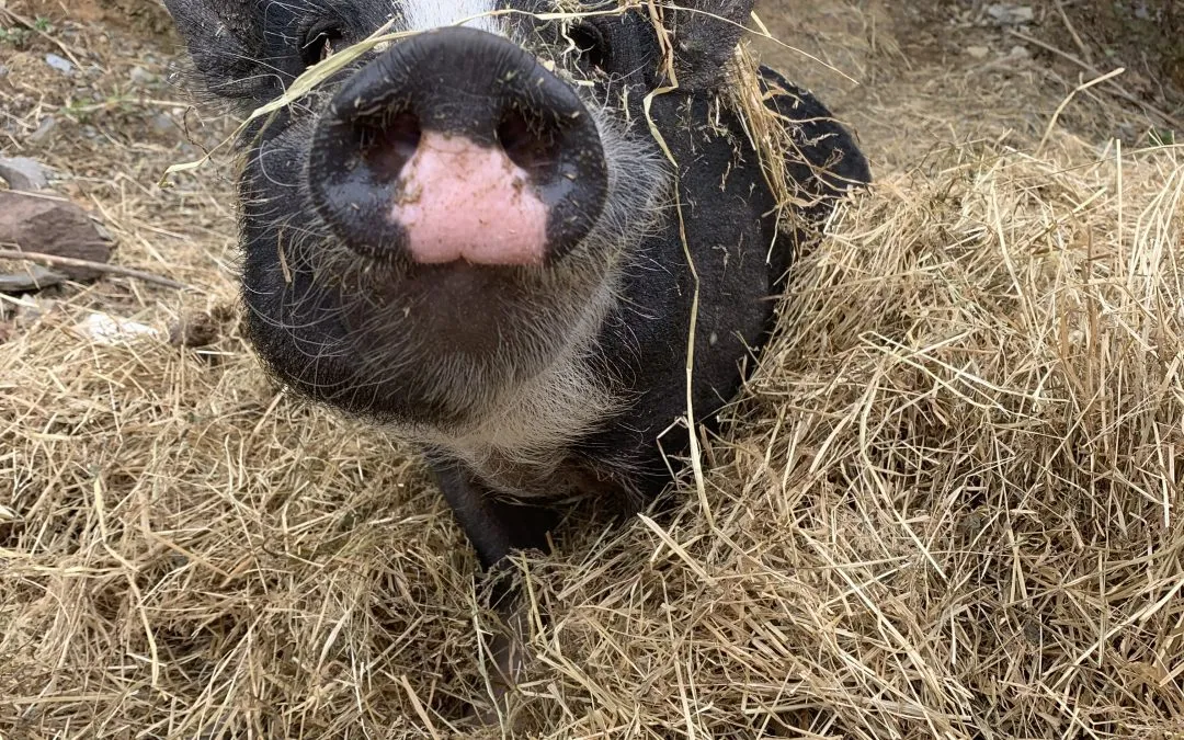 Farm Animal Experience at Refreshing Mountain
