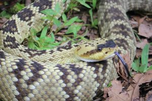 Rattlesnake Venomous Wildlife