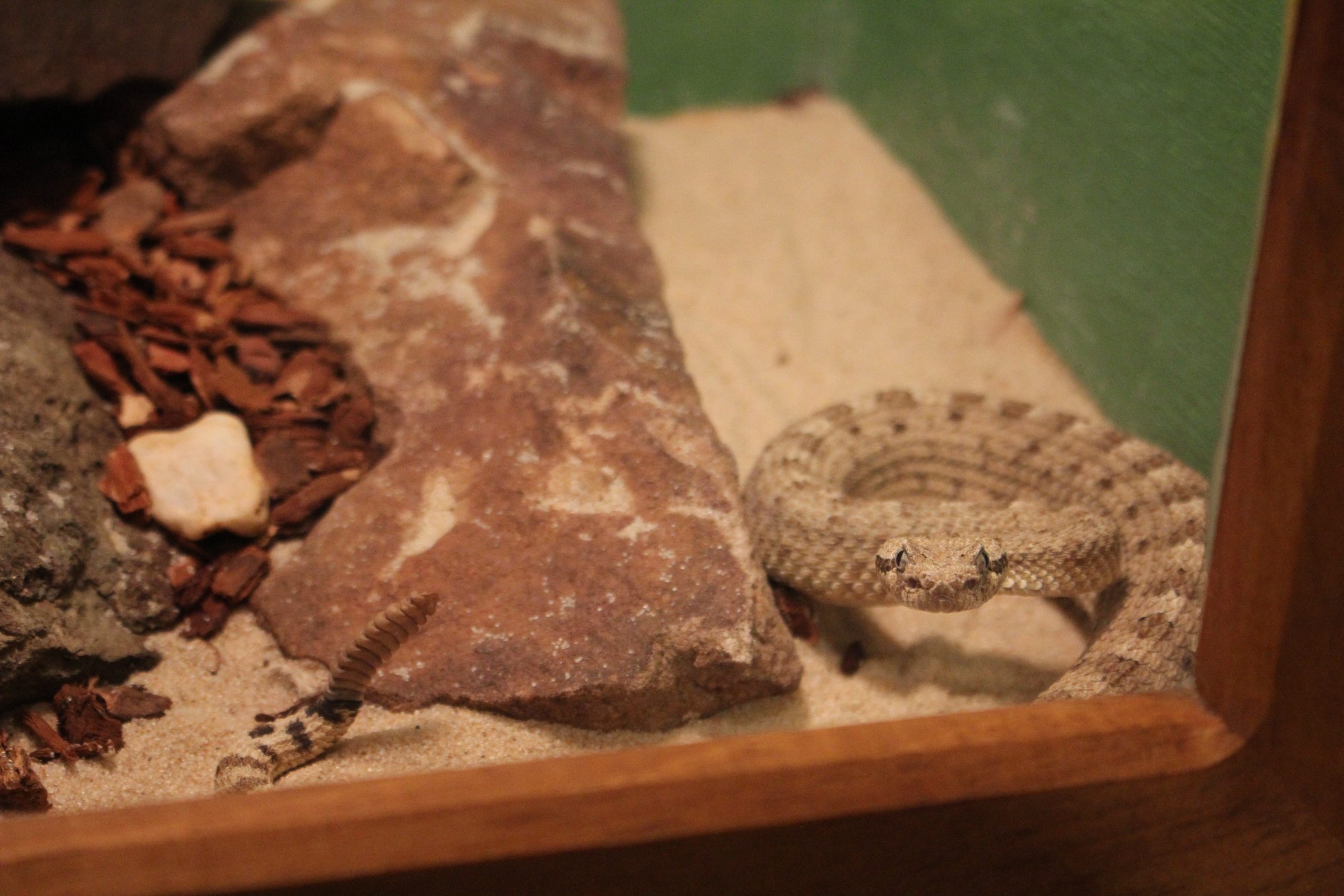 Sidewinder Rattlesnake Reptiles Wildlife Center Display Scaled