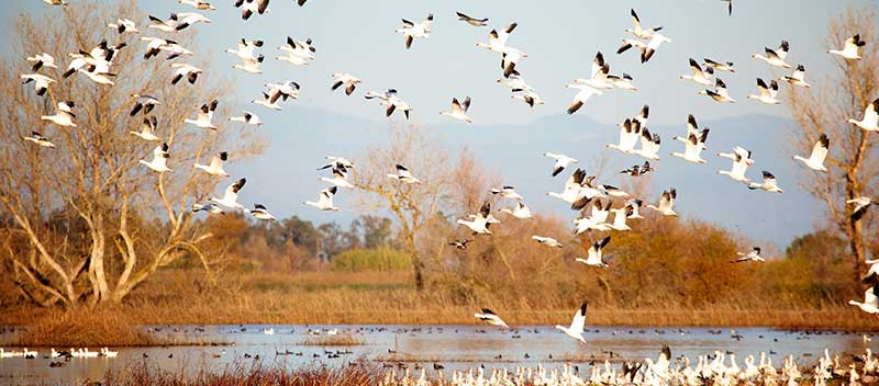 Snow-Geese-At-Middle-Creek-Wildlife-Preserve-Near-Refreshing-Mountain Snow Geese At Middle Creek Wildlife Preserve Near Refreshing Mountain