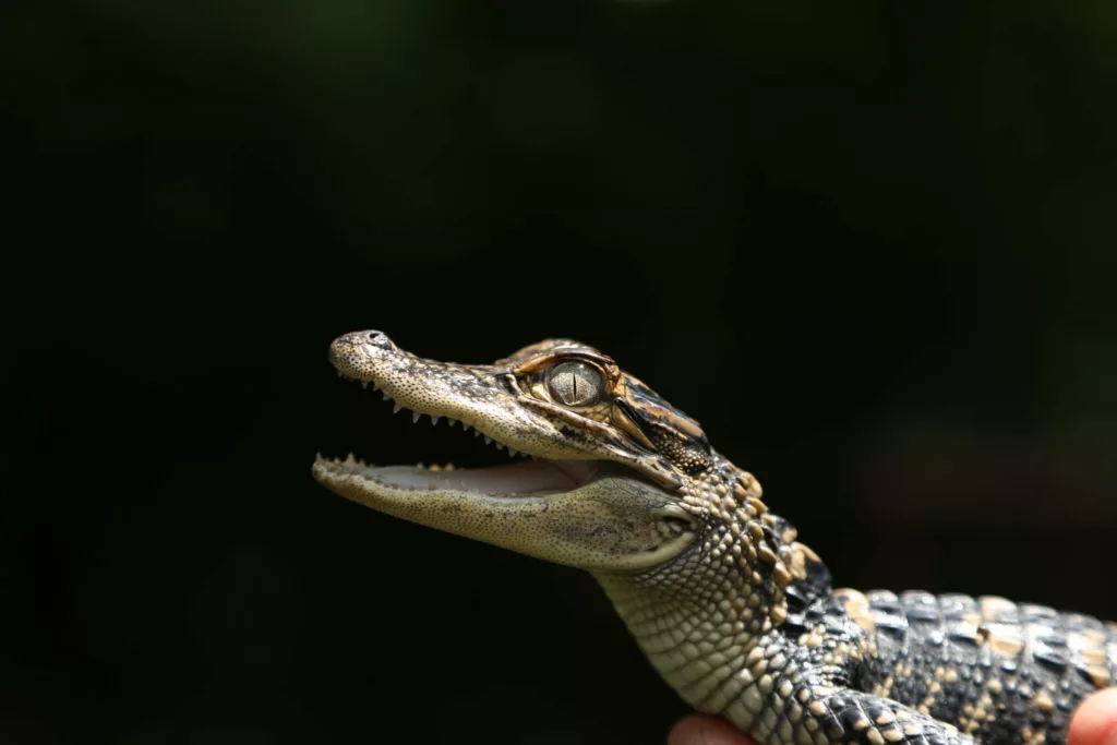 Baby Alligator 2